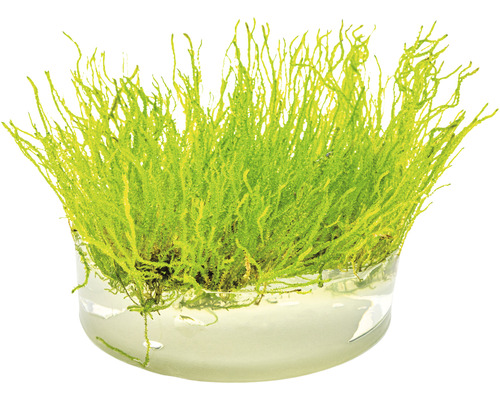 Aquarienmoos im Glasgefäß