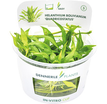 Helanthium bolivianum ''Quadricostatus'' im In-vitro-Becher