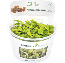 Dennerle Plants Phyllanthus fluitans im In-vitro-Cup