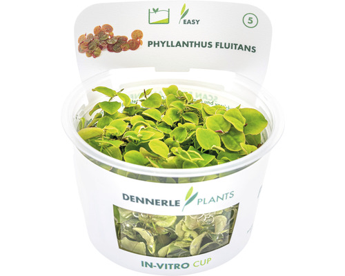 Schwimmende Wolfsmilch - Phyllanthus fluitans In-Vitro