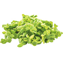 Kleinohriger Schwimmfarn - Salvinia auriculata In-Vitro