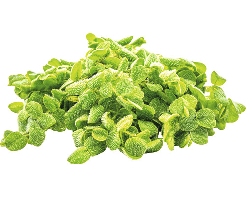 Grüne Zwergspitzmoos Pflanze