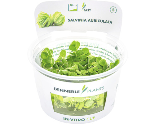 Salvinia auriculata Wasserpflanze im In-Vitro Becher