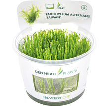 Taxiphyllum Alternans Taiwan Moos im In-vitro-Becher