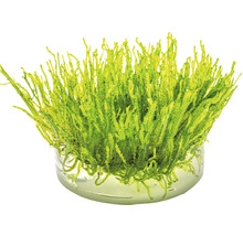Aquarienmoos im Topf