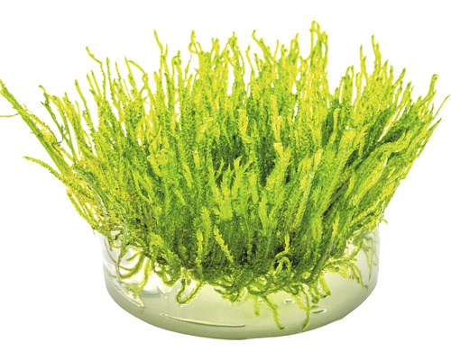 Aquarienmoos im Topf