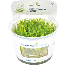 Dennerle Taxiphyllum sp. ''Giant'' Aquarienpflanze im In-vitro-Cup