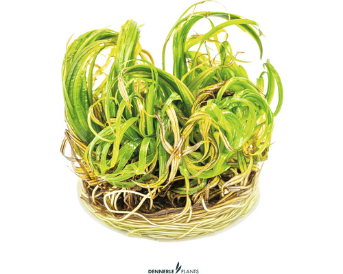 Aquarienpflanze mit langen, gewundenen Blättern und Wurzeln