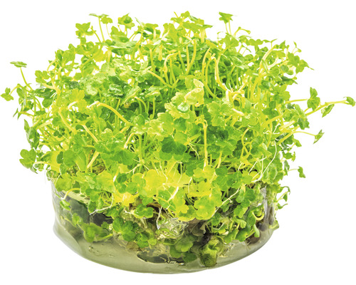 Wasserpflanze im Behälter