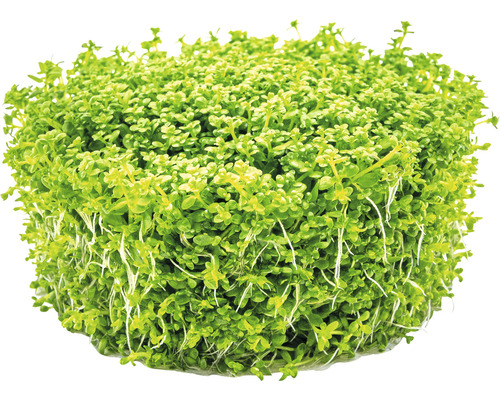 Haufen Zwergkraut-Pflanze für ein Aquarium