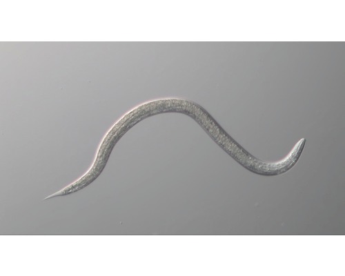 Ein Fadenwurm