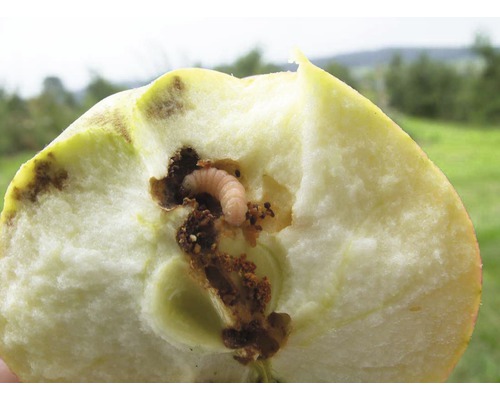 Halbierter Apfel mit Wurmbefall