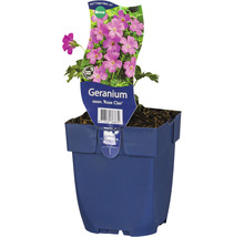 Geranium Rose Clair im Topf