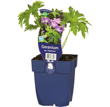 Geranium Mayflower in einem Topf