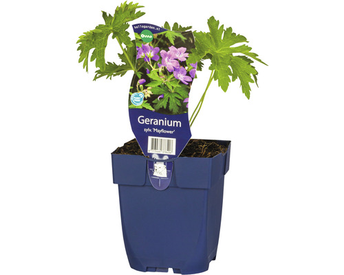 Geranium Mayflower in einem Topf