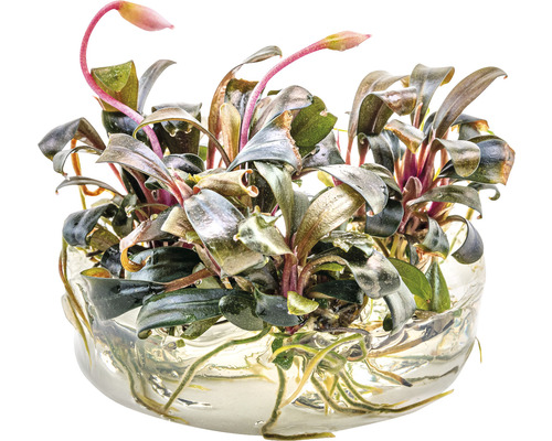 Wasserpflanze Bucephalandra in Glasschale
