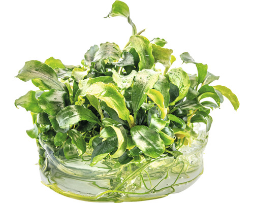 Aquariumpflanze mit grünen Blättern in Wasser