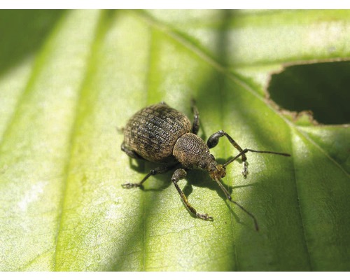 Rüsselkäfer auf einem Blatt