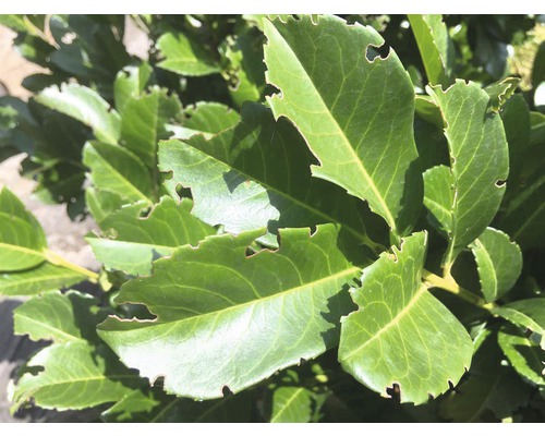 Beschädigte grüne Blätter einer Pflanze