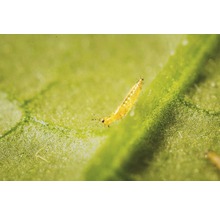 Cucumeris-Raubmilben gegen Thripse, Tee- und Erdbeermilben 10 Tütchen = 10.000 Stk. Reg.Nr. 4246-0
