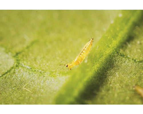 Cucumeris-Raubmilben gegen Thripse, Tee- und Erdbeermilben 10 Tütchen = 10.000 Stk. Reg.Nr. 4246-0