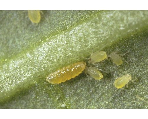 Blatt mit Blattläusen und einer Larve