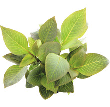 Hortensie Pflanze mit grünen Blättern