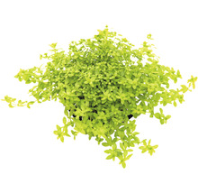 Topansicht einer Bacopa-Monnieri-Pflanze