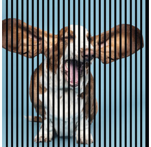 Gähnender Basset Hound hinter schwarzen Stäben