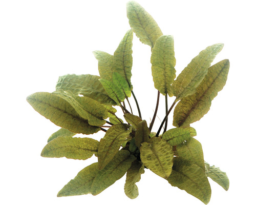 Aquariumpflanze mit länglichen Blättern