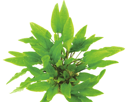 Aquariumpflanze mit grünen Blättern.