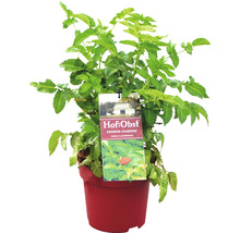 Erdbeer-Himbeere im Topf