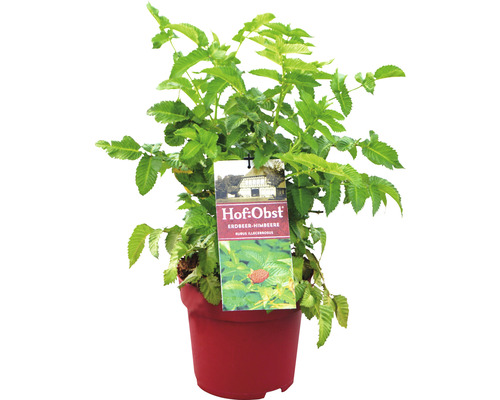 Bio Erdbeer-Himbeere Flora Self Rubus illecebrosus H 30-40 cm Co 3,5 L Erdbeer-Himbeere im Topf