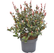 Glanzmispel im Topf mit grünen und roten Blättern