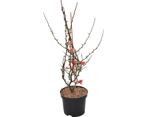 Zierquitte FloraSelf Chaenomeles speciosa 'Friesdorfer' H 40-60 cm Co 4,5 L