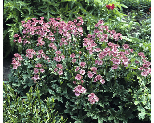 Grosse Sterndolde FloraSelf Astrantia major 'Roma' H 10-30 cm Co 0,5 L