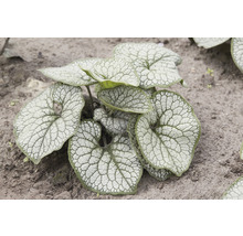 Brunnera Macrophylla Gartenpflanze mit herzförmigen Blättern