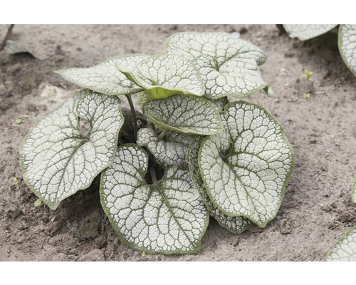 Kaukasus-Vergißmeinnicht Brunnera macrophylla ‚Silver Heart‘ H 10-30 cm Co 0,5 L