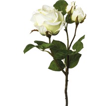 Dekorative weiße Rose mit Knospen und grünen Blättern