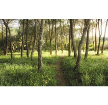 Waldweg mit Bäumen und Gras