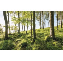Lichter Wald mit Bäumen und Gras