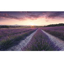 Lavendelfeld bei Sonnenaufgang