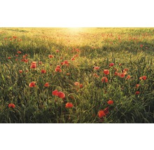 Feld mit Mohnblumen im Gegenlicht