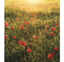 Mohnblumenfeld im Morgenlicht