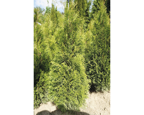 Heckenpflanze Lebensbaum/Thuje 'Smaragd' 80/100 cm mit Wurzelballen