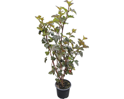 Laubstrauch Physocarpus/Rotblättrige Blasenspiere 'Diabolo' 40/60 cm
