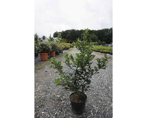 Heckenpflanze Stechpalme/Ilex meservae 'Heckenstar' 40/60 cm