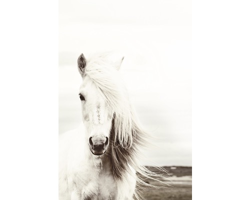 Maxiposter White Horse 61x91,5 cm