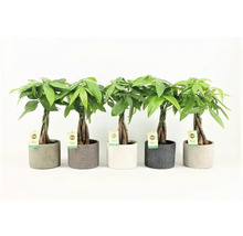 Fünf Pachira Aquatica Glückskastanien in unterschiedlich farbigen Töpfen