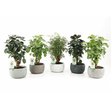 Verschiedene Zimmerpflanzen in strukturierten Übertöpfen